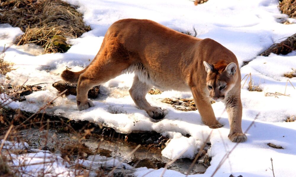 A mountain lion (cougar) in the wild. Wikimedia Commons/by NaturesFan1226