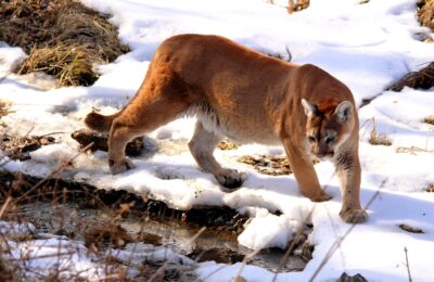 A mountain lion (cougar) in the wild. Wikimedia Commons/by NaturesFan1226